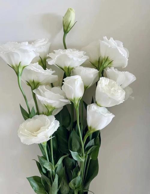 木菠萝的种植方法：掌握要领，收获丰富果实