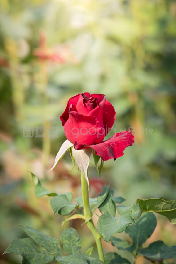 播种的方法:让您的花园焕发生机