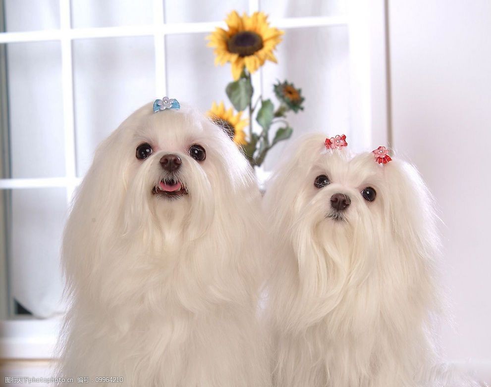 狗狗尿尿怎么处理:养宠人士必看攻略